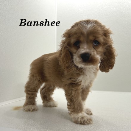 puppy, for, sale, Cocker Spaniel, Joe & Cherri  Overlease, dog, breeder, Miller, MO, dog-breeder, puppy-for-sale, forsale, nearby, find, puppyfind, locator, puppylocator, aca